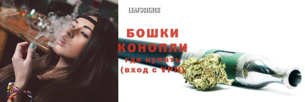 хмурый Аркадак